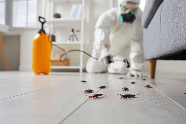 Post-Treatment Bed Bug Interceptor Monitoring in Palm Beach Gardens